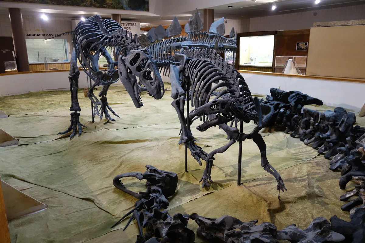 Mounted Allosaurus skeleton, a large Jurassic predatory dinosaur