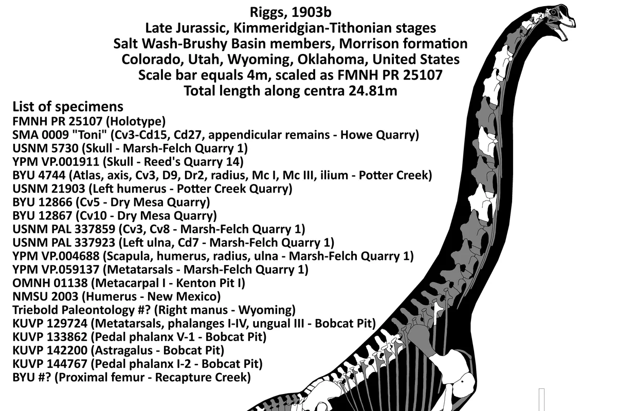 Restoration of Brachiosaurus, a giant long-necked sauropod