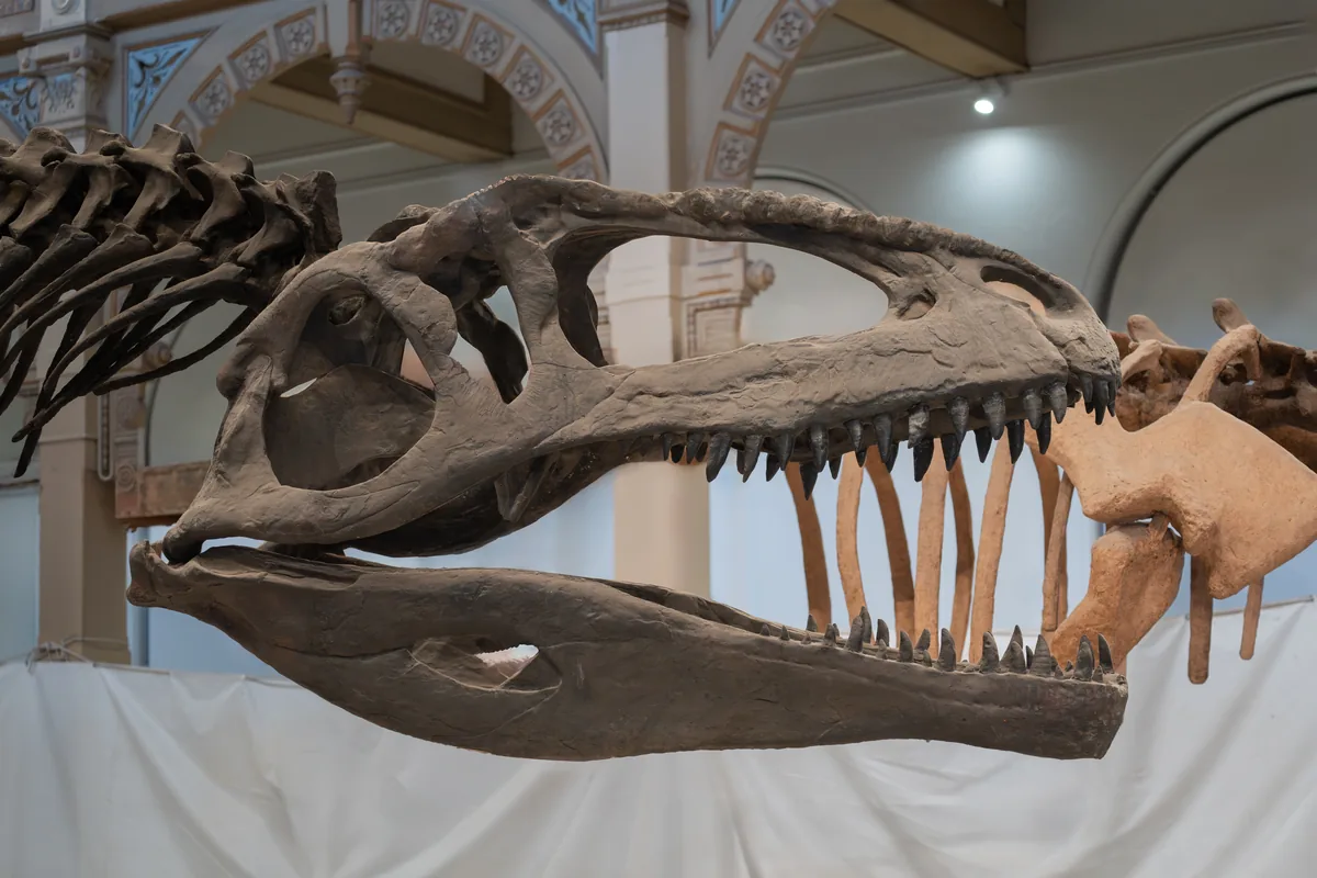 Mounted skeleton of Giganotosaurus, a giant carnivorous dinosaur