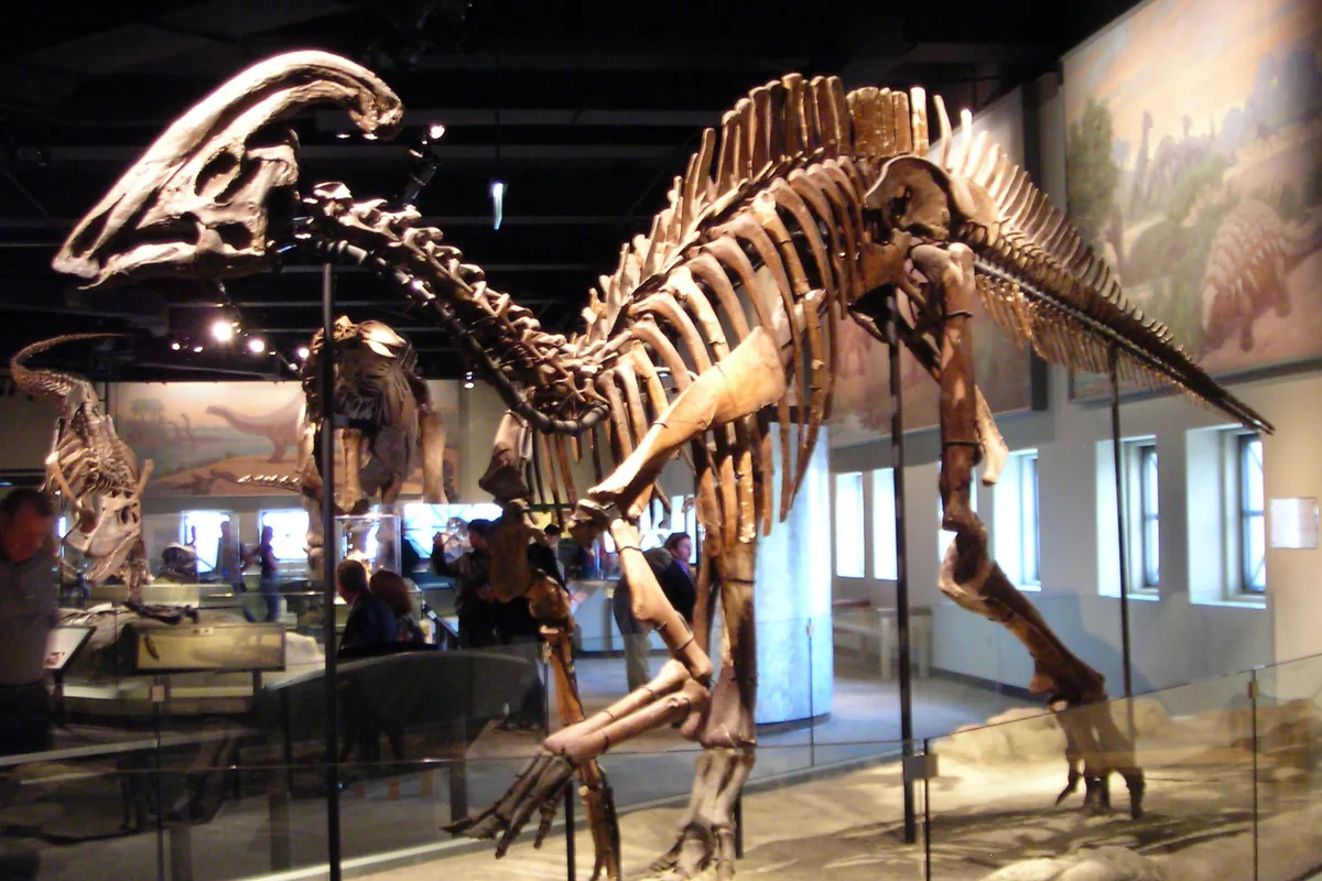 Mounted Parasaurolophus skeleton, a crested duck-billed dinosaur