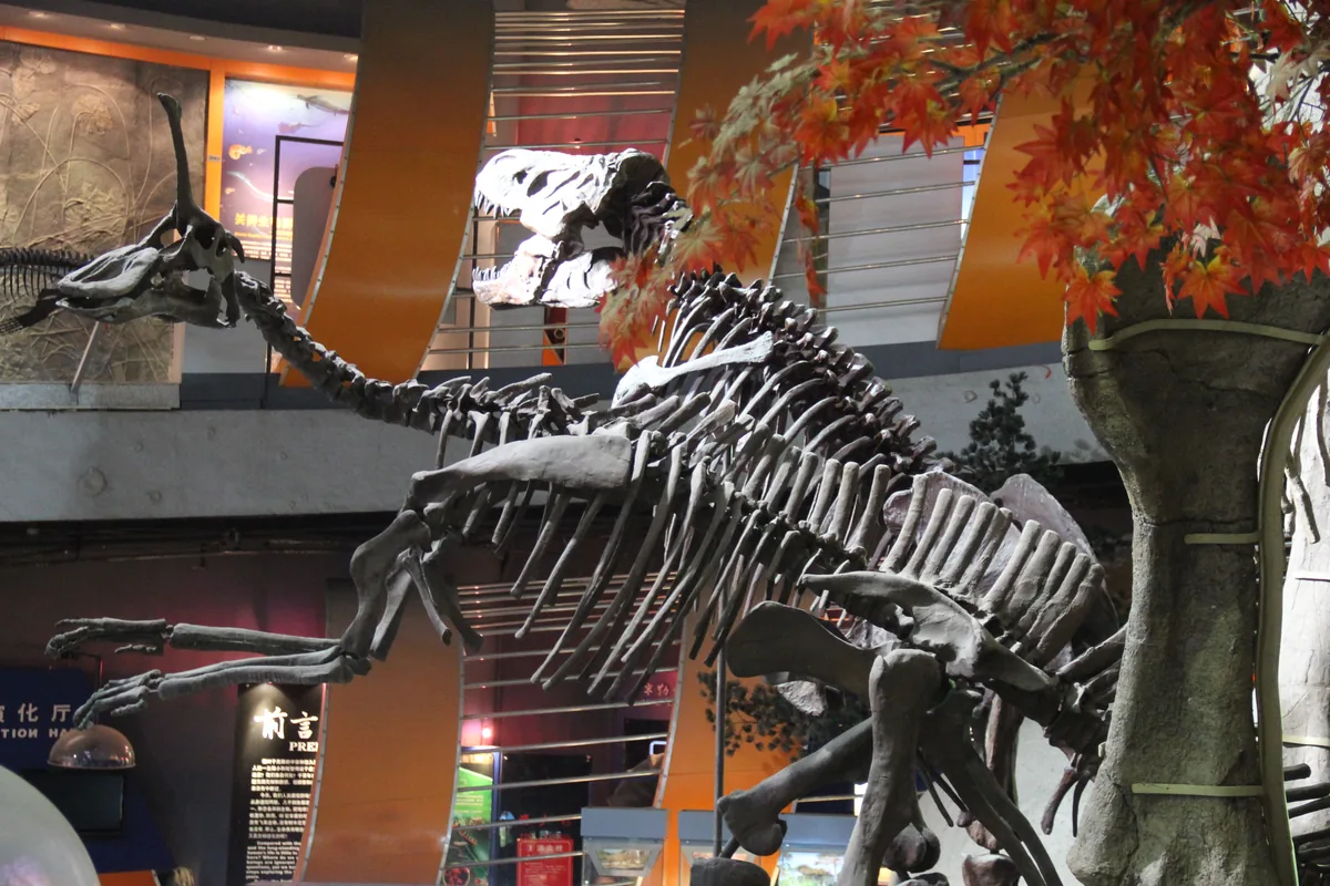 Mounted Tyrannosaurus rex skeleton on display in a museum hall