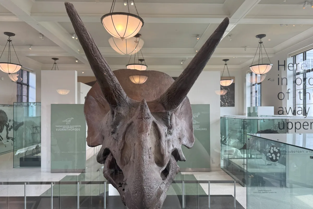 Triceratops skull showing the three horns and large bony frill